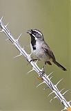 Black-throated Sparrow